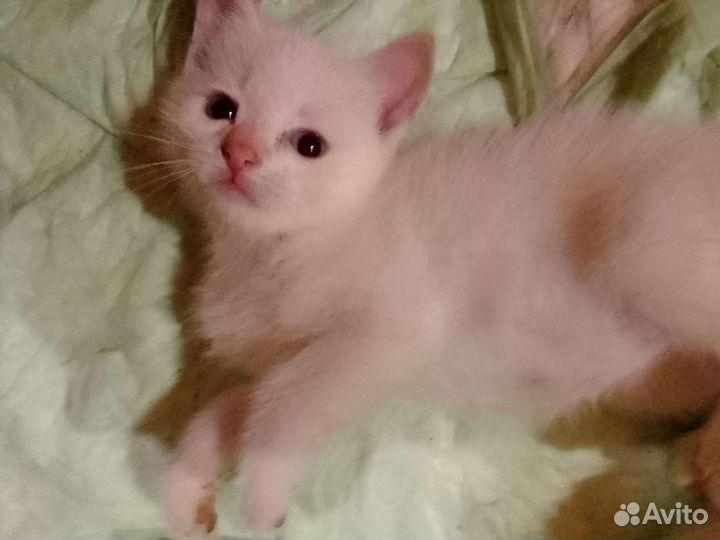 Котята тайской кошки