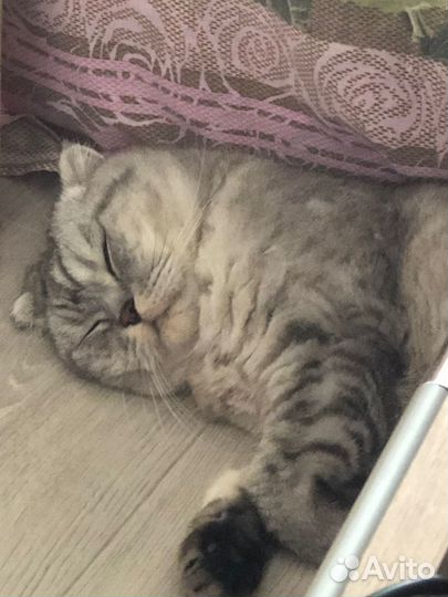 Отдам кошечку в добрые руки