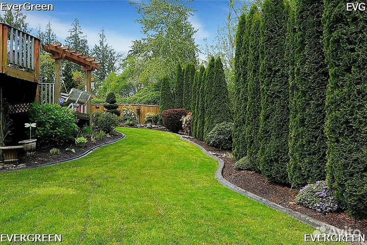 Туи брабант