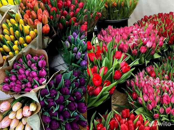 Тюльпаны оптом собственное производство