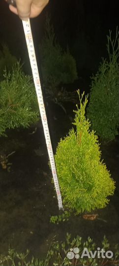 Туя голден смарагд