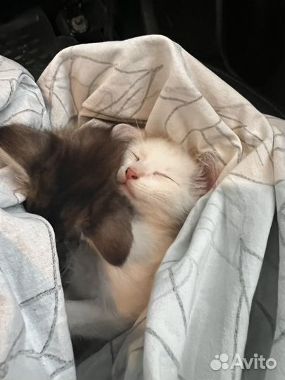 Кошки в добрые руки