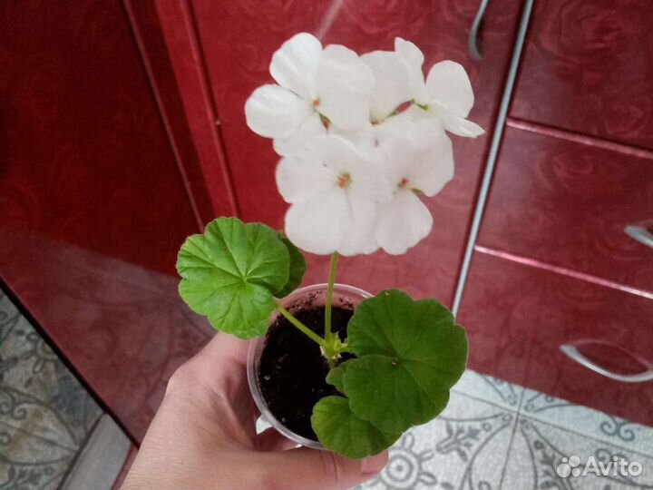 Герани и фуксии разные