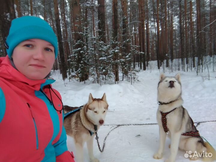 Передержка с отзывами, няня для собак, выгул