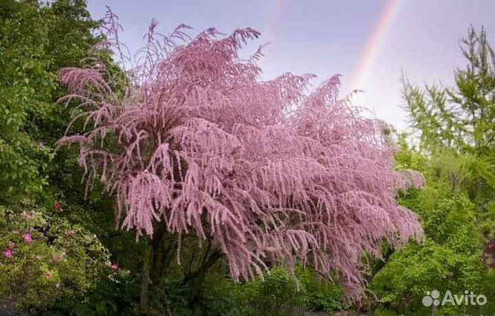 Саженцы тамарикса