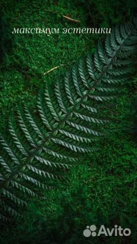 Стабилизированный мох. Озеленение интерьера