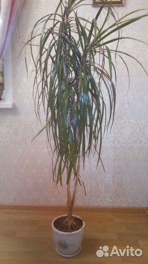 Комнатные растения цветы большие