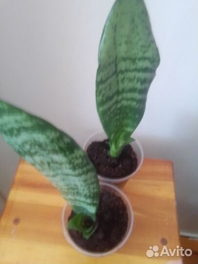 Сансевиерия