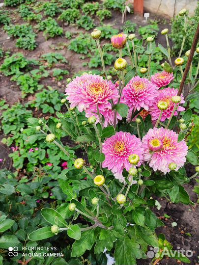 Хризантема