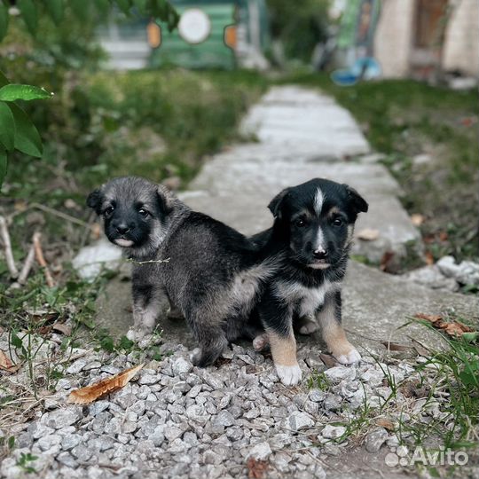 Щенки бесплатно