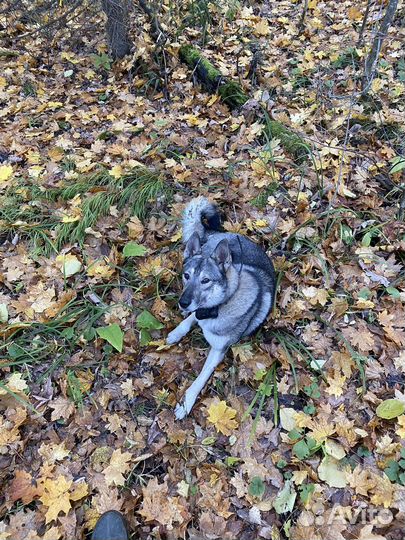 Западно сибирская лайка возраст 2 года