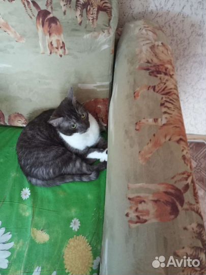 Передержка животных на время отпуска