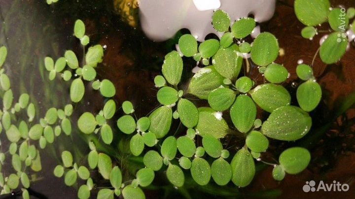 Боция тигровая (пара), Пистия