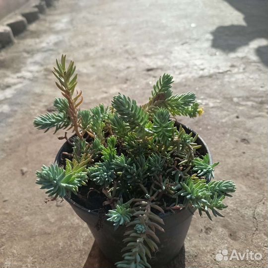 Очиток голубая елочка