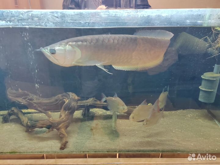 Арована Серебряная 50+см