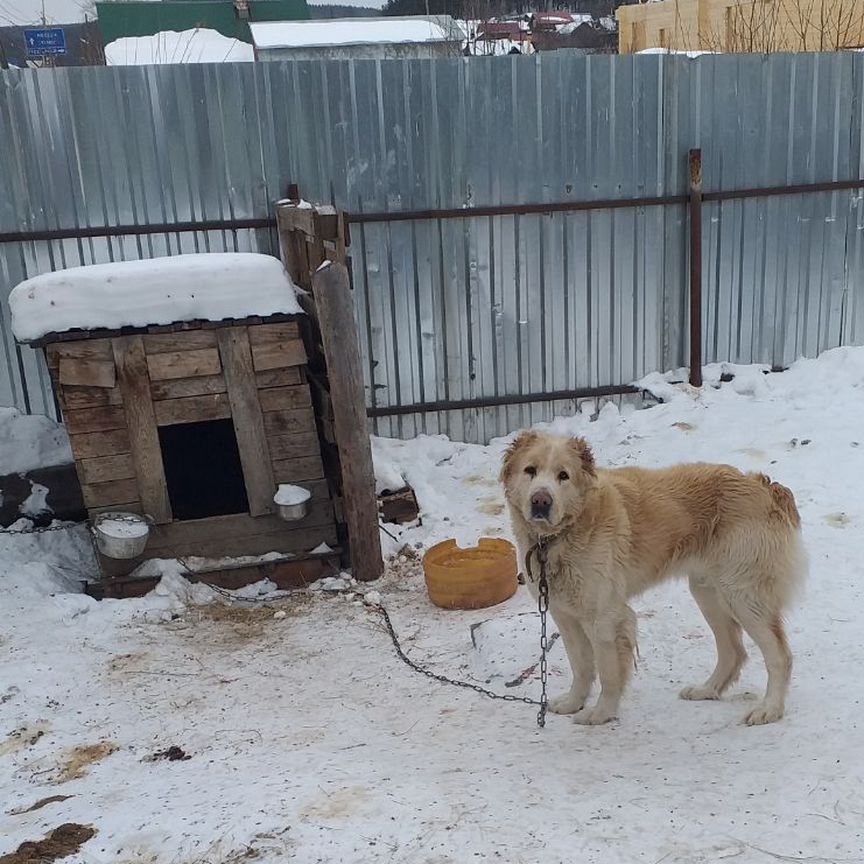 Вязка алабай