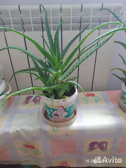 Алое лечебный