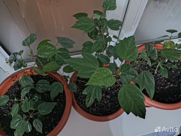 Гибискус китайская роза