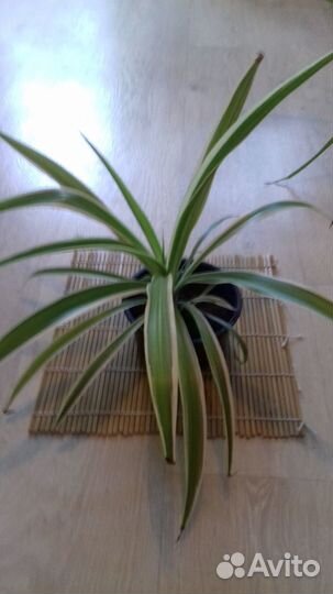 Хлорофитум