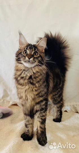 Котята мейнкун