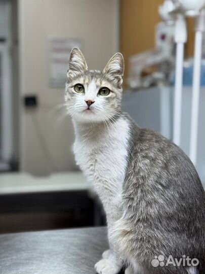 Кошка