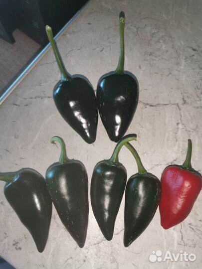 Куст Jalapeno Giant (халапеньо гигант)