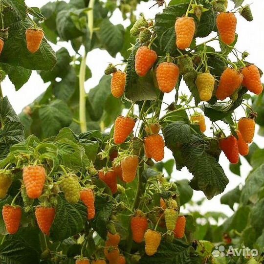 Ремонтантная малина Карамелька и Оранжевое чудо