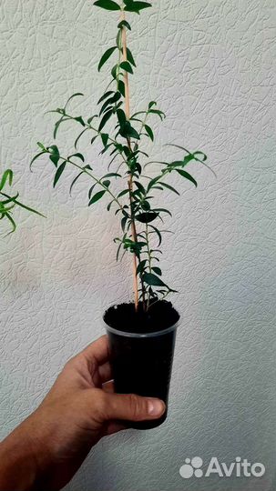 Миртовое дерево, Лавр благородный