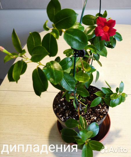 Стрептокарпус, мини фиалочки,хойя и другие