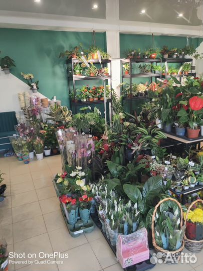 Комнатные домашние растения большие цветы