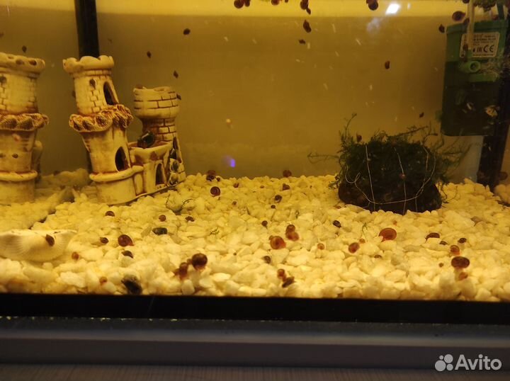 Улитки мелании, катушки