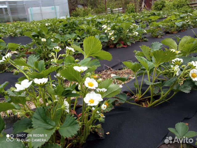 Клубника: ягода рассада и всё для её выращивания