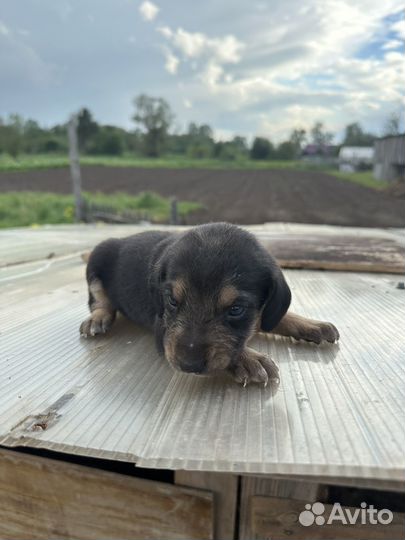 Щенки русской гончей