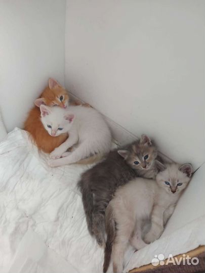 Котята