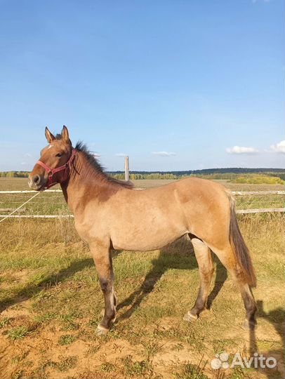 Вятские кобылы