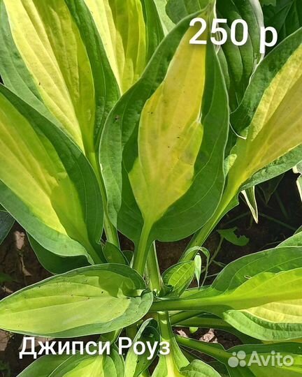 Многолетние цветы