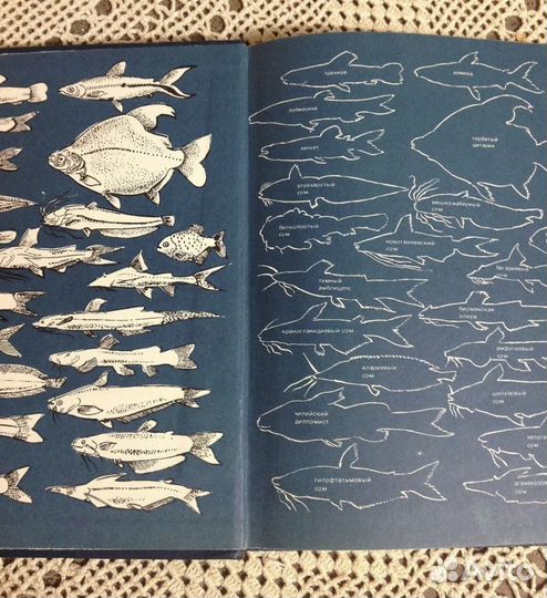 Экзотические рыбы Кочетов