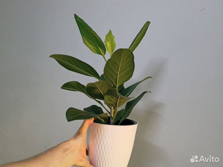 Фикус бенгальский Андрей