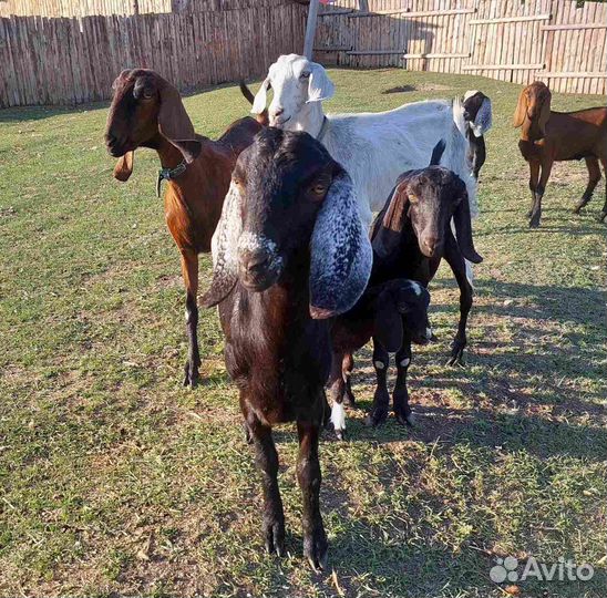 Распродаю скотину