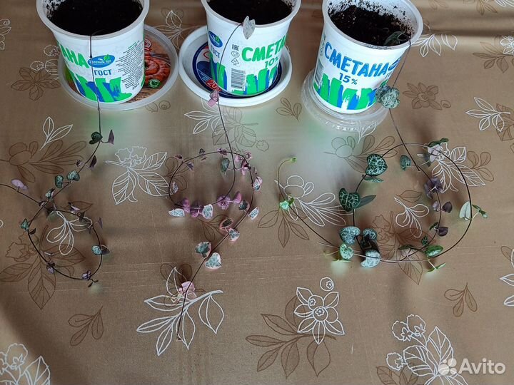 Церопегия вуда вариегатная