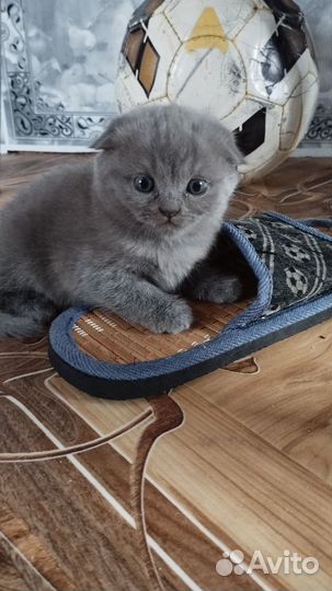 Шотландская