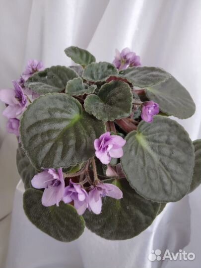 Фиалки молодые, цветущие