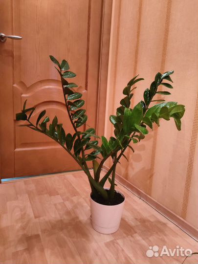 Замиокулькас,высота -90 см