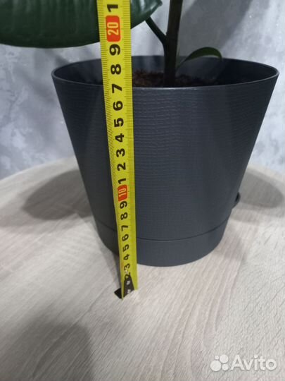 Фикус каучуконосный