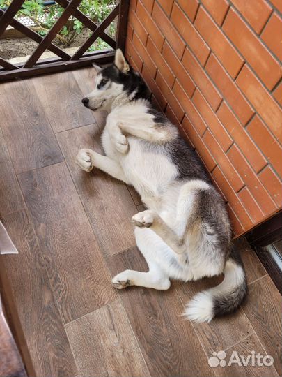 Сибирский хаски