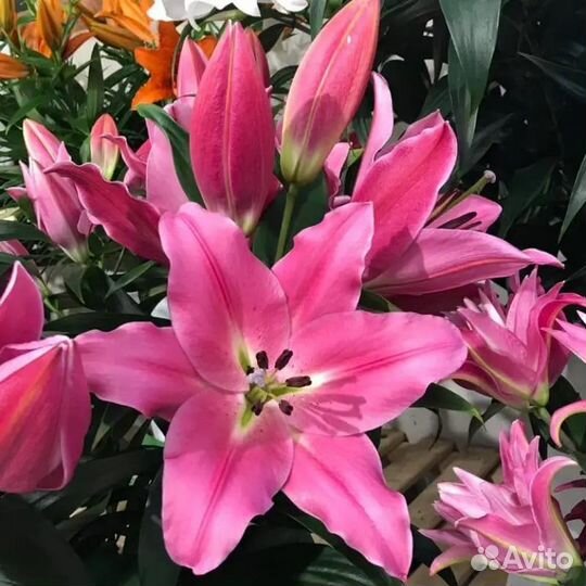 Лилии сорта Bastogne