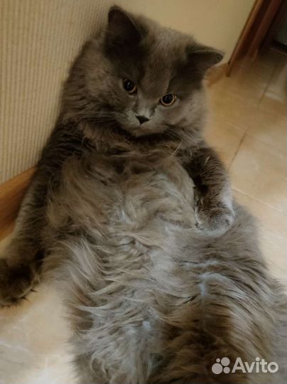 Британский длинношерстный кот на вязку