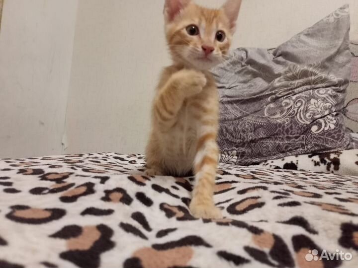 Котята бенгальские