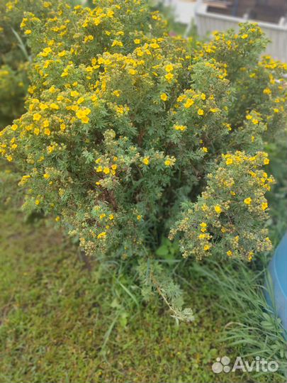 Саженцы курильский чай