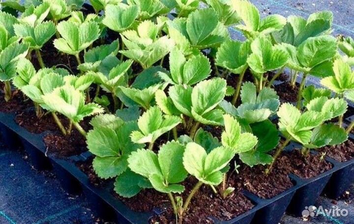 Рассада клубники кассетная